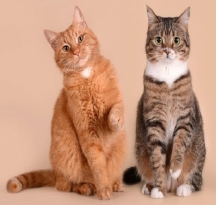 Солодка парочка: історія двох колишніх безпритульних котів ...